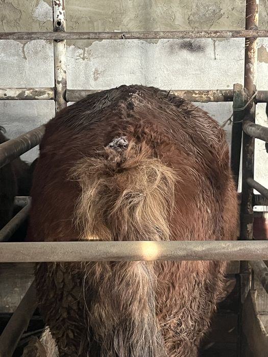 Продам тай и байтал