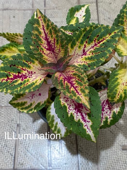 Колеусы сортовые вегетативные