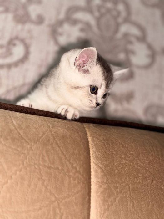 Серебристая шиншила , чистакровная парода