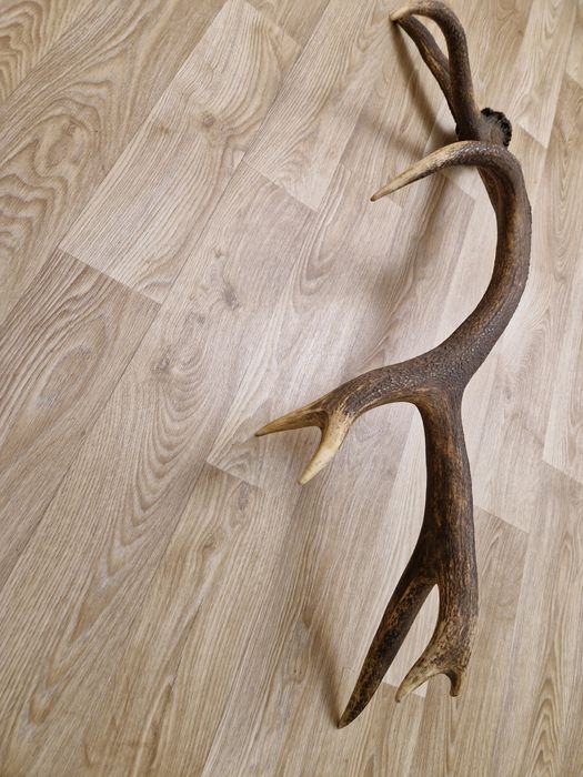 Масивен рог от елен