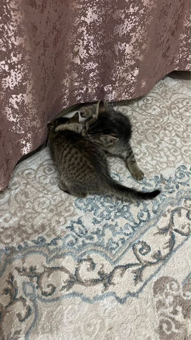 Отдам котят в хорошие руки.