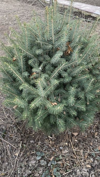 Продается красивая ёлка