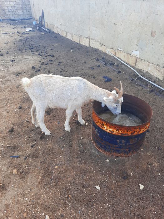 Ешкі Сатылады!!!