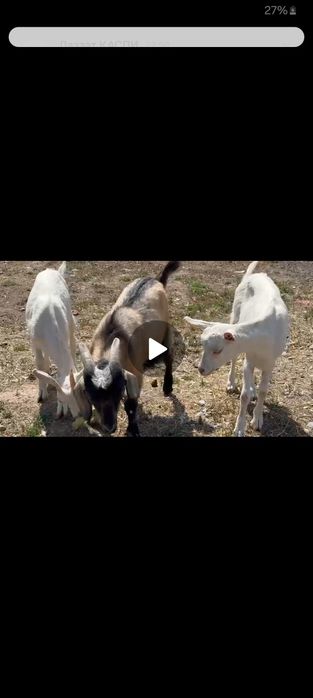 Ешкі занин бес айлык