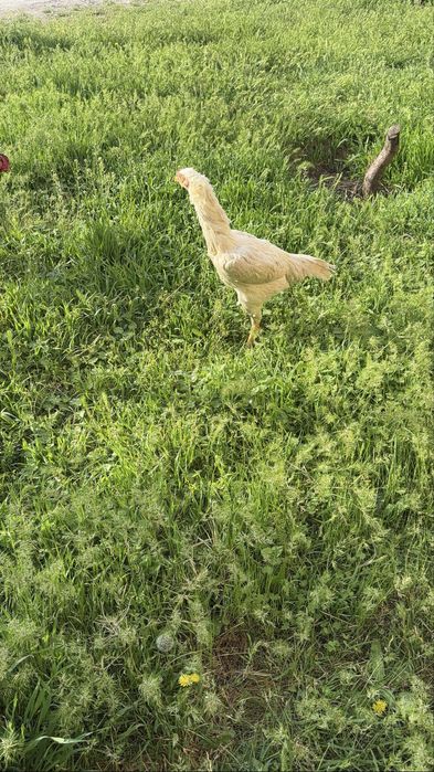 Бойцовский Корейская  куры белый чисто