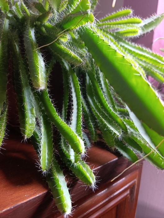 Цитрус  кўчати Дракон фрукт  Питахая