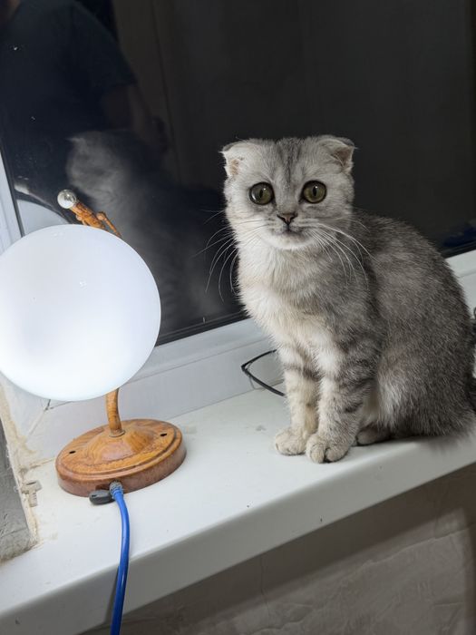 Кошка шотладская