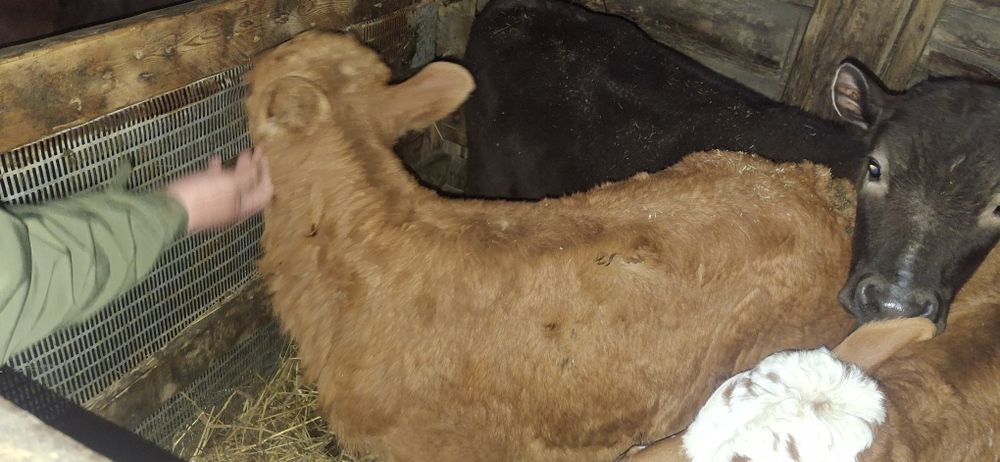 Продам телку с теленком