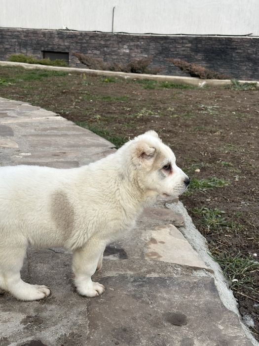 Продажа щенки Алабай(САО)