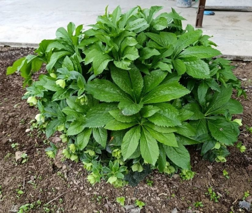 Марозник гуллари сотилади манзаралик жуда чиройли гуллайди