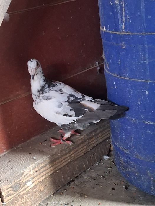 Porumbei vând sau schimb