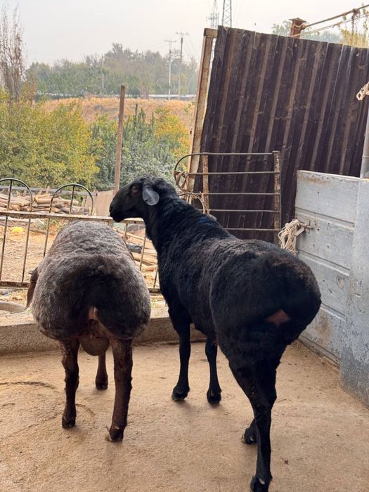 Qassob servis qassob xizmati pokiza va xalol