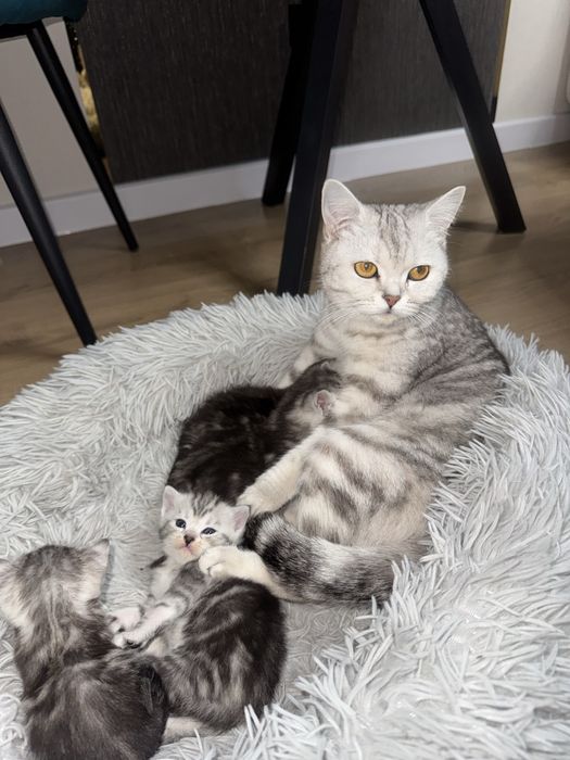 Кошки британец+шотлондец