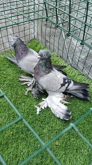 Голуби сизые самка самец