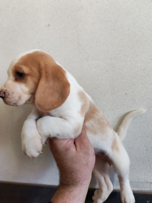 Fetiță beagle bicolor cu certificat pedigree