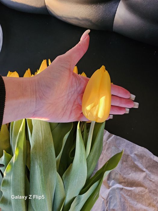 Тюльпаны шикарные  большие предзаказ