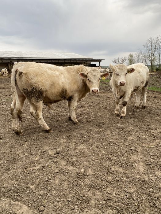 Charolais Tauri de monta