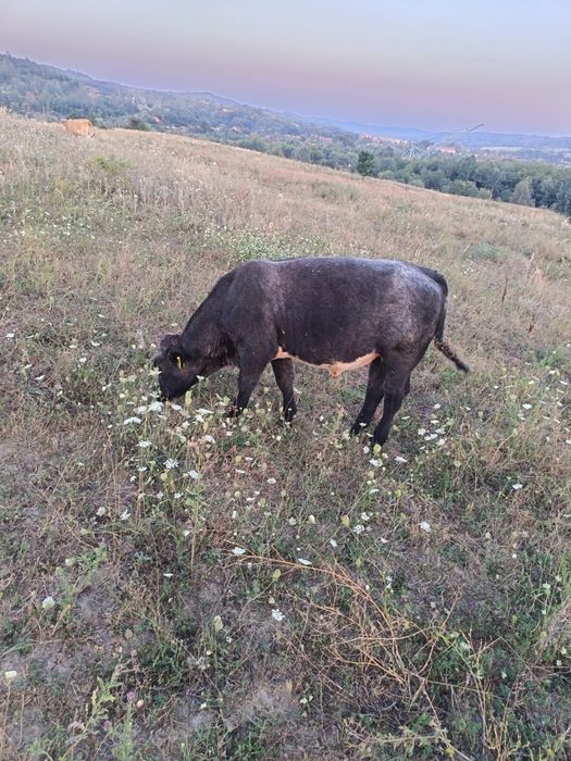 Tauri si Vitele