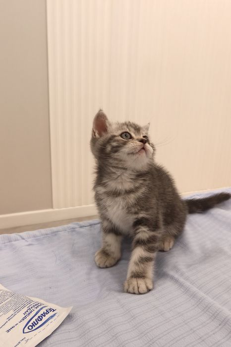 Продаётся шотландский котёнок