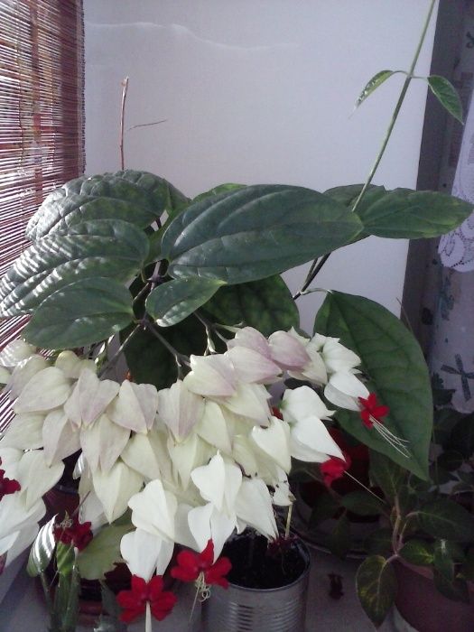 Клеродендрум Томпсона