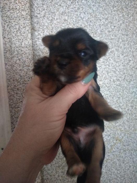 Йоркширский терьер