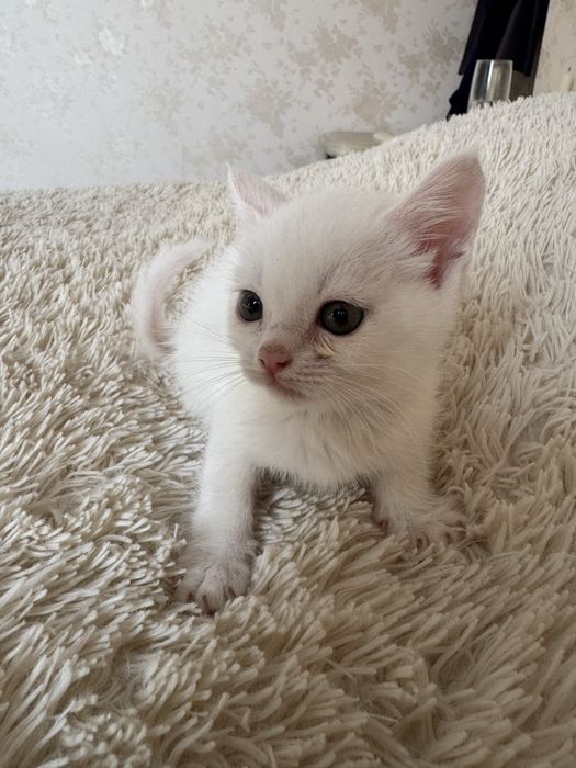 отдам котят в хорошые руки