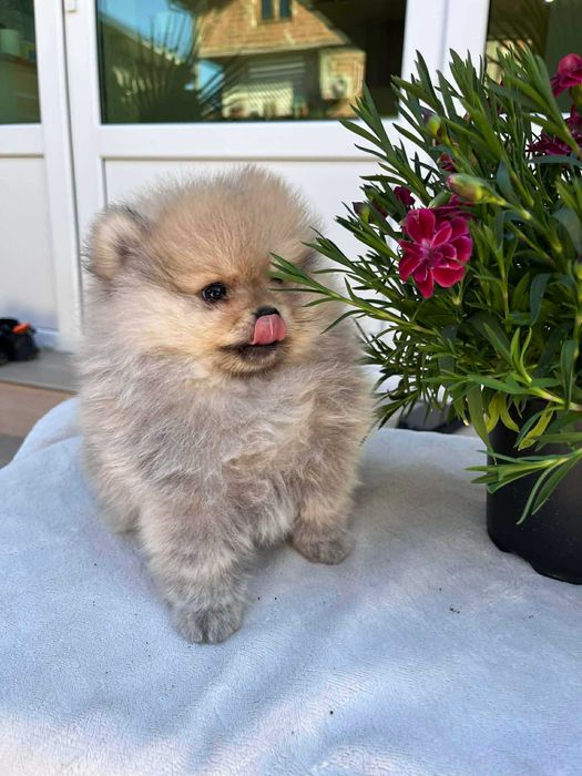 Мини пумеранчета