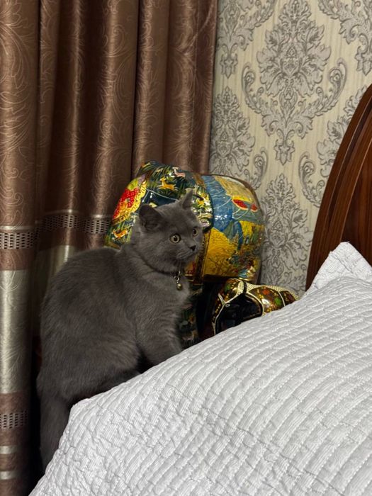 кошка британская короткошерстная