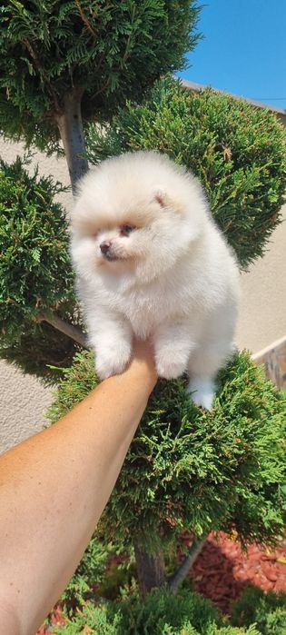 Мини померан померанче