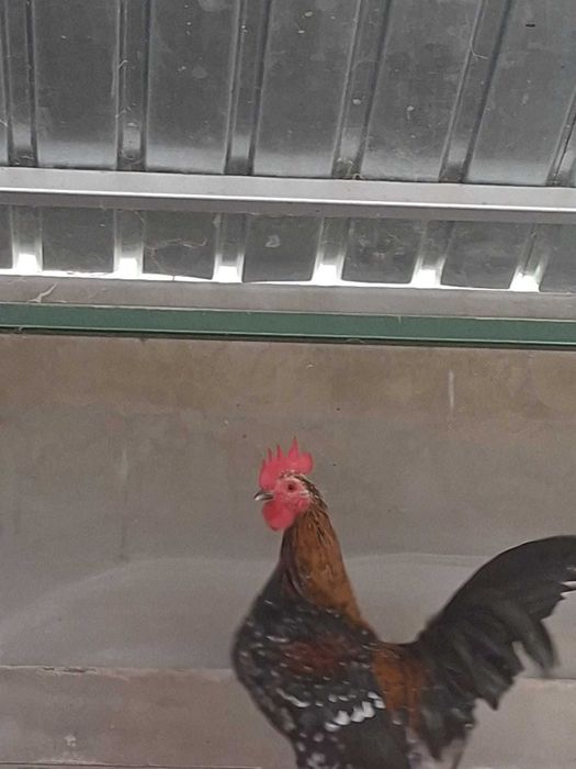 Mii de Flori Auriu Portelan