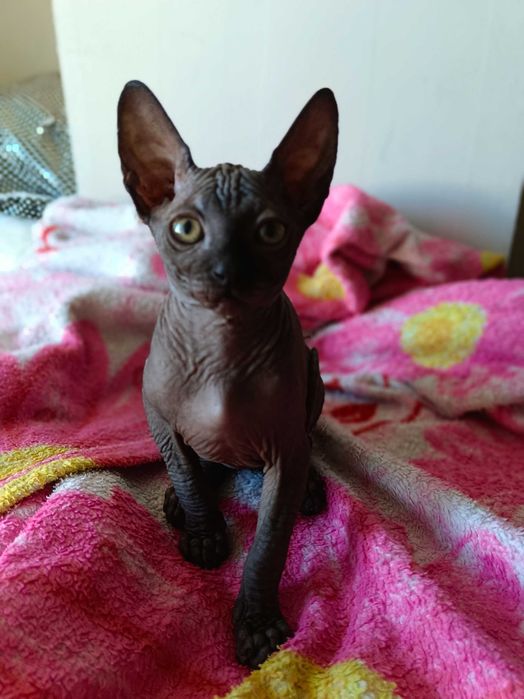 Продажа котят сфинкса