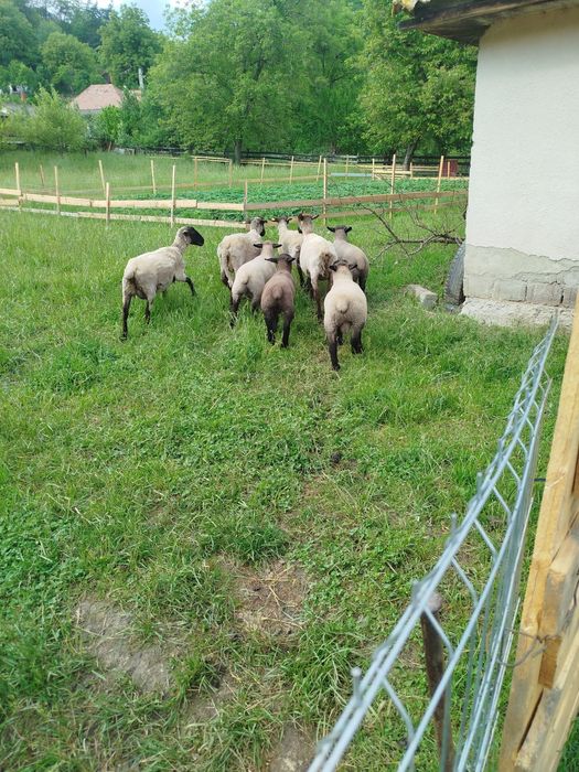 Vand berbecuț sulfok