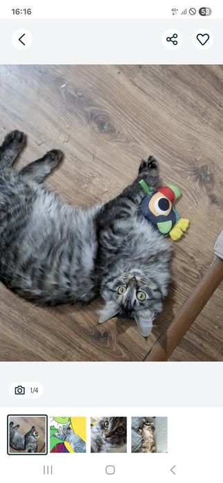 Продам кошку. В подарок шампунь.