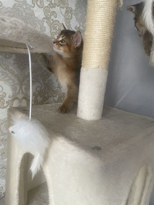 Продам абисинских котят
