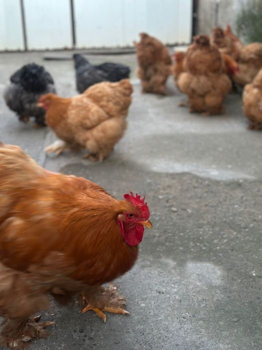 De vânzare gaini cochinchina urias galben si barat