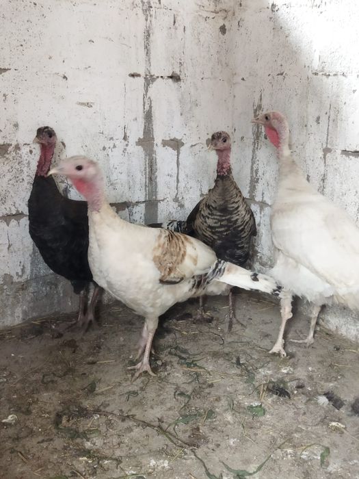Продам куры домашние