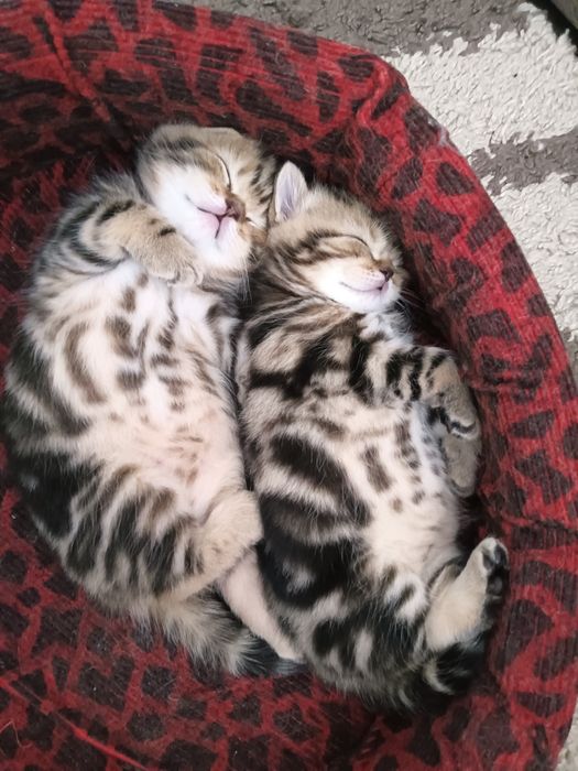 Котенок девочка британка.