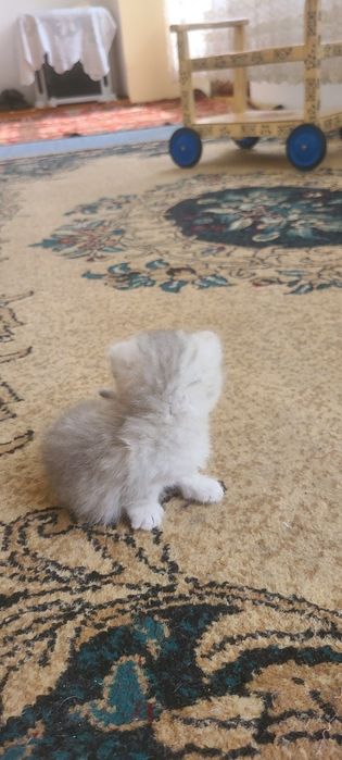 Serebritskiy Shinshila mushukchalar sotiladi