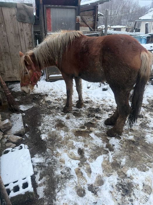 Vând mânză roaibă