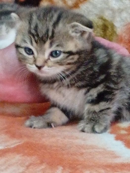 Продаются вислоухие котята