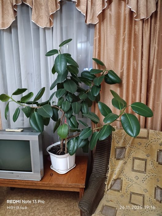 Продам фикус Бенджамина