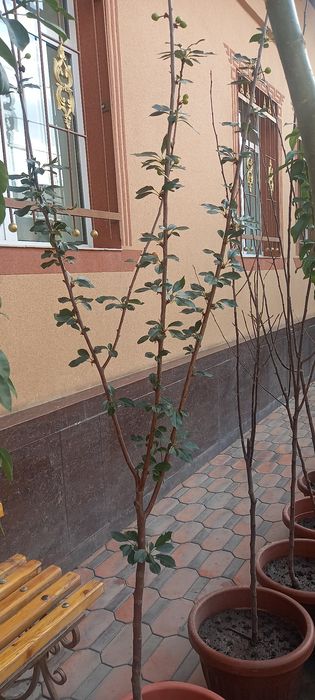 Мевали кучатлар бор тувакда