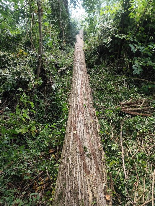 Трупи липа дърво