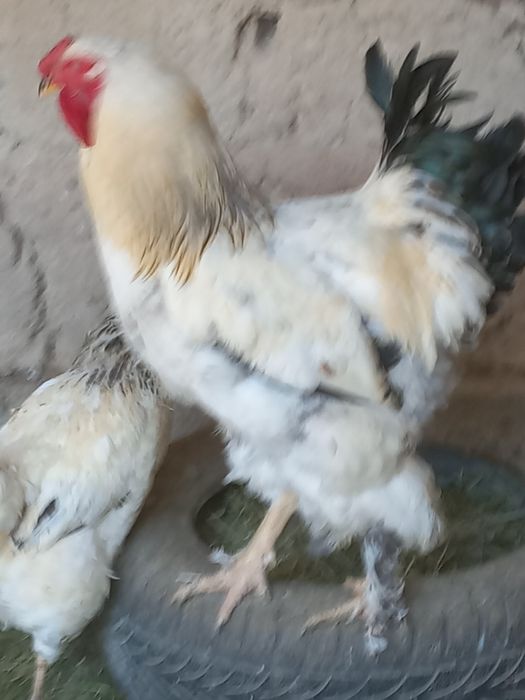 Продоётсы породистый петух