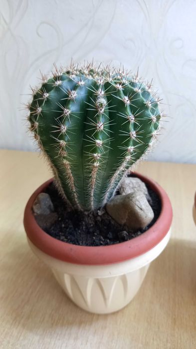 Продам кактус и эхеверия