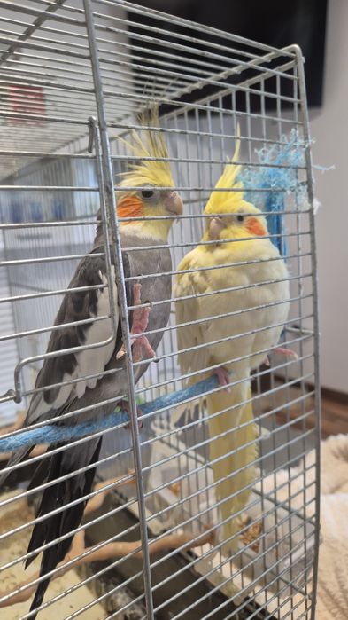 Papagalii Nimfe pui blânzi