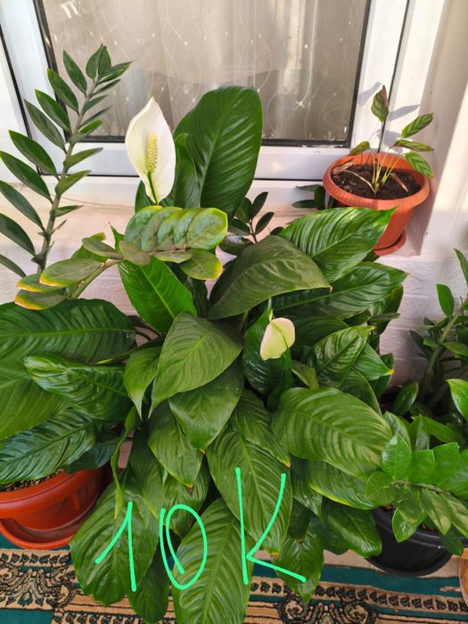 Комнатные цветы