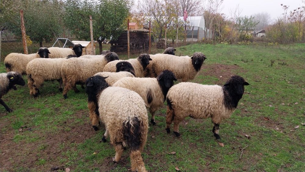 Oi frumoase de vinzare