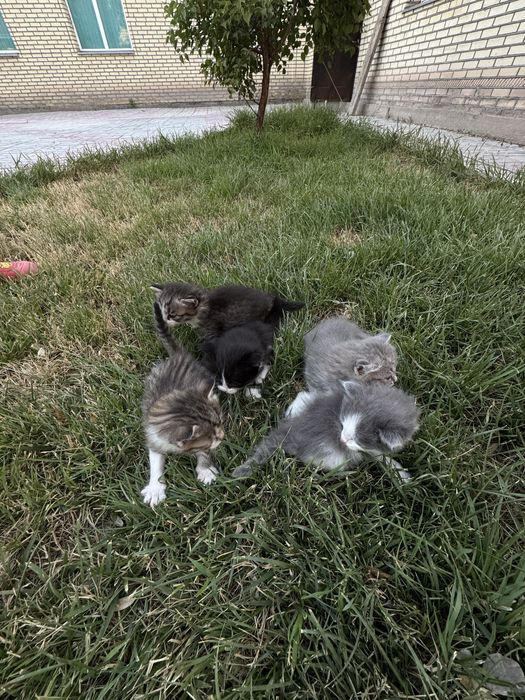 Котенки в подарок