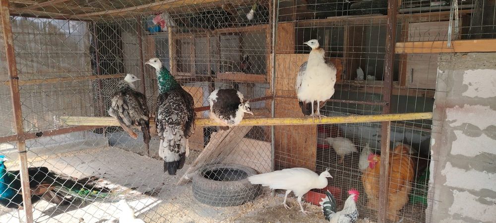 Găini cochinchina uriaș și pauni